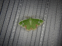 Comibaena nigromacularia