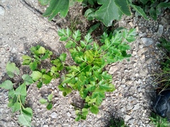 Kitagawia terebinthacea