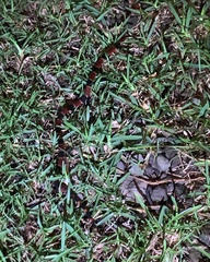 Micrurus nigrocinctus