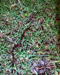 Micrurus nigrocinctus