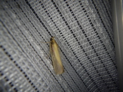 Oncocera semirubella