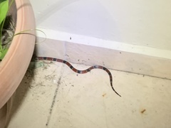 Micrurus nigrocinctus