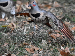 Colaptes auratus cafer