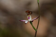 Caladenia moschata