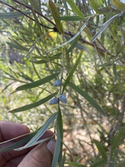 Rabdophaga strobiloides