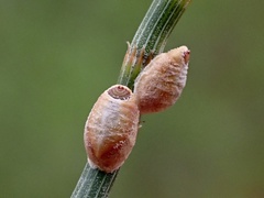 Eriococcus