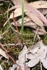 Caladenia moschata