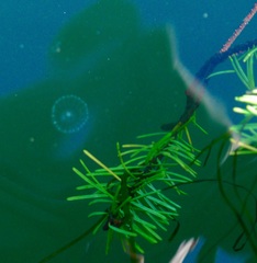 Aequorea victoria