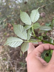 Candicantes