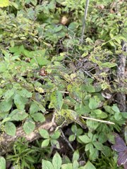 Vaccinium myrtilloides