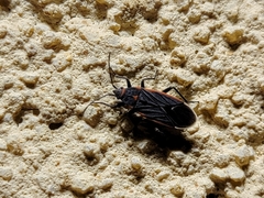 Melacoryphus lateralis