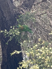 Glossopsitta concinna