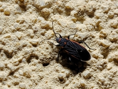 Melacoryphus lateralis