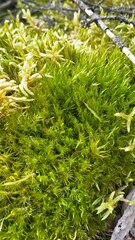 Aulacomnium palustre