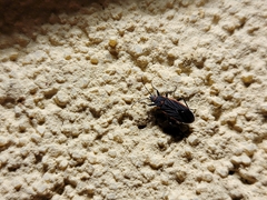 Melacoryphus lateralis