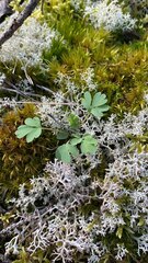 Capnoides sempervirens