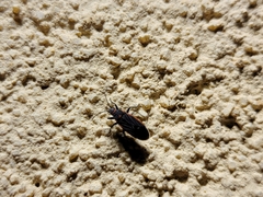 Melacoryphus lateralis