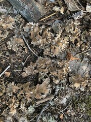 Peltigera horizontalis