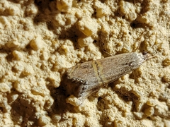Euchromius