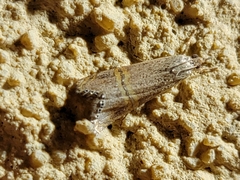 Euchromius