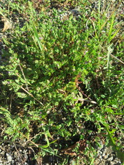 Kummerowia stipulacea