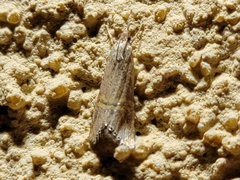 Euchromius