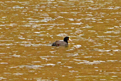 Fulica gigantea
