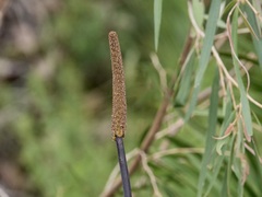 Xanthorrhoea gracilis
