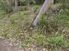 Xanthorrhoea gracilis