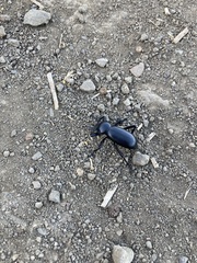 Eleodes grandicollis