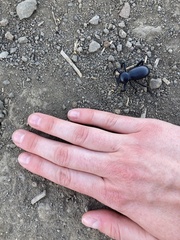 Eleodes grandicollis