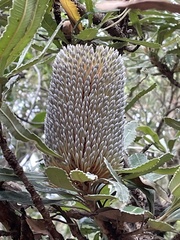 Banksia serrata