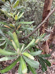 Banksia serrata