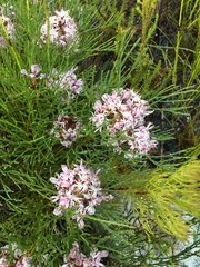 Serruria ascendens