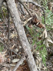 Banksia serrata