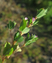 Kummerowia stipulacea