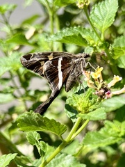 Chioides albofasciatus