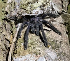 Avicularia purpurea