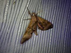 Marumba