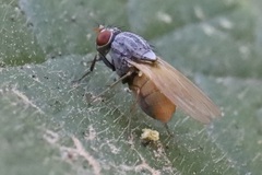 Lauxanioidea