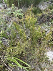 Psilotum nudum