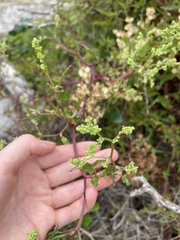 Rumex sagittatus