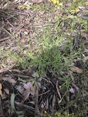Vittadinia