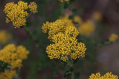 Ozothamnus obcordatus