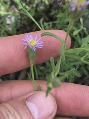 Vittadinia