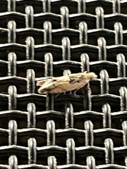 Crocidosema plebejana