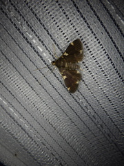 Piletocera aegimiusalis
