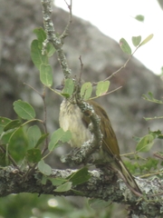 Indicator variegatus