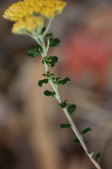 Ozothamnus obcordatus