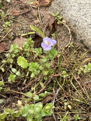 Torenia crustacea